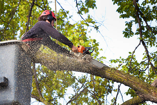 Best Tree Removal Near Me  in Edmond, OK